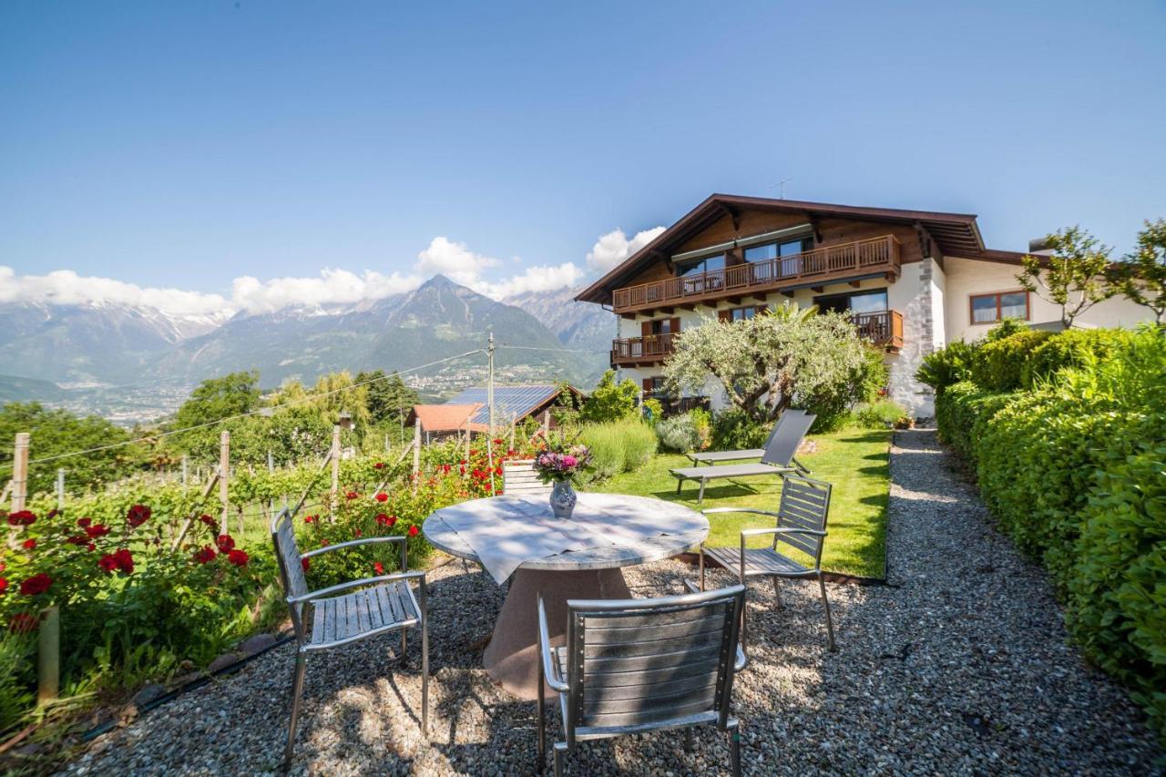 Zypresse Merano